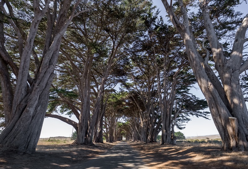 POINT REYES - CYPRESS TREE TUNNEL